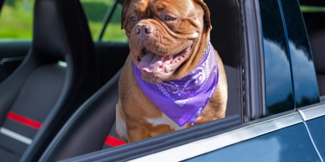 Let Advantage Auto Tags help you with dog licensing for regular, senior citizen and handicap owners.