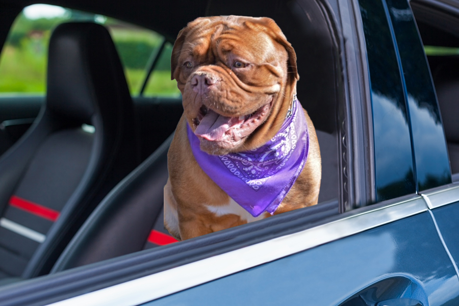 Let Advantage Auto Tags help you with dog licensing for regular, senior citizen and handicap owners.